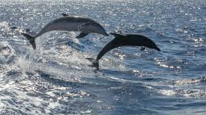 Afbeeldingsresultaat voor dolfijnen