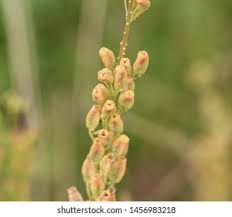Attēlu rezultāti vaicājumam “Gladiolus imbricatus fruit”