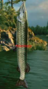 Image result for Esox masquinongy