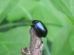 Attēlu rezultāti vaicājumam “Agelastica alni larva”