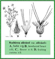 Attēlu rezultāti vaicājumam “Dipsacaceae”