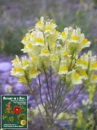 Attēlu rezultāti vaicājumam “Linaria vulgaris bud”