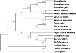 Attēlu rezultāti vaicājumam “Passeriformes”
