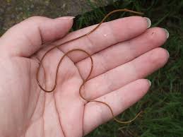 Attēlu rezultāti vaicājumam “Gordius aquaticus”