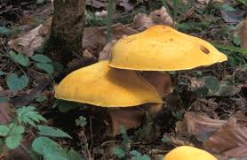 Attēlu rezultāti vaicājumam “Phaeolepiota aurea”