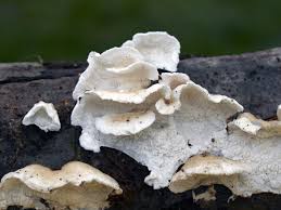 Attēlu rezultāti vaicājumam “Plicatura nivea”