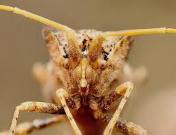 Attēlu rezultāti vaicājumam “Coreus marginatus imago”