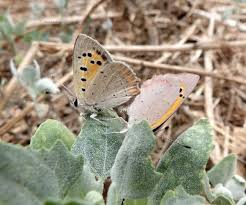 Attēlu rezultāti vaicājumam “Lycaena phlaeas”