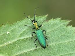 Attēlu rezultāti vaicājumam “Chrysanthia viridissima”