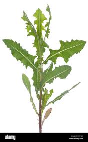 Attēlu rezultāti vaicājumam “Lactuca serriola”