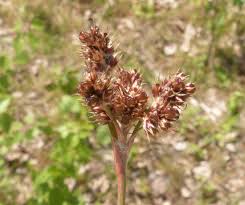 Attēlu rezultāti vaicājumam “Luzula multiflora”