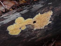 Attēlu rezultāti vaicājumam “Sarcodontia crocea”