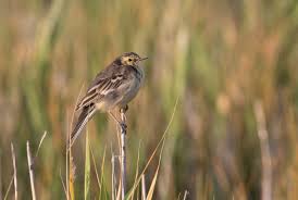 Attēlu rezultāti vaicājumam “Motacilla alba juvenile”