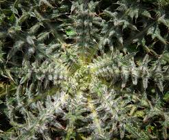 Attēlu rezultāti vaicājumam “Cirsium acaule leaf”