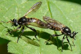 Attēlu rezultāti vaicājumam “Choerades sp.”