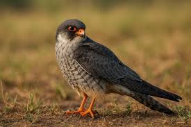 Image result for Falco amurensis