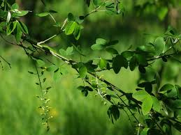 Attēlu rezultāti vaicājumam “Laburnum anagyroides leaf”