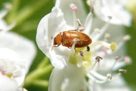Attēlu rezultāti vaicājumam “Byturus ochraceus”
