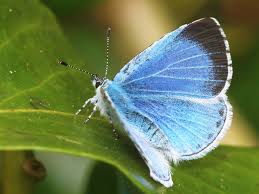 Attēlu rezultāti vaicājumam “Celastrina argiolus”