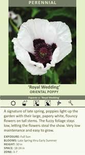 Attēlu rezultāti vaicājumam “Papaver orientale  flower”