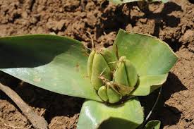 Attēlu rezultāti vaicājumam “Colchicum szovitsii subsp. szovitsii”