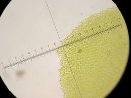 Attēlu rezultāti vaicājumam “Homalia trichomanoides sporophyte”