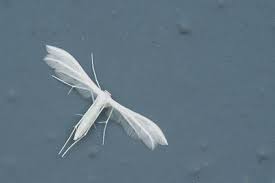 Attēlu rezultāti vaicājumam “Tetanops myopina”