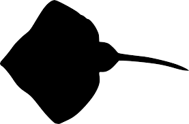 Image result for Raja asterias