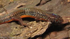 Attēlu rezultāti vaicājumam “Reticularia jurana macro”