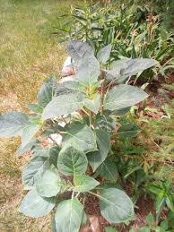 Attēlu rezultāti vaicājumam “Aubrieta deltoidea leaf”