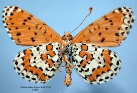 Attēlu rezultāti vaicājumam “Melitaea didyma”