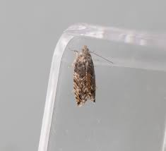 Attēlu rezultāti vaicājumam “Ligdia adustata”