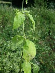 Attēlu rezultāti vaicājumam “Silene baccifera leaf”