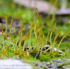 Attēlu rezultāti vaicājumam “Dichodontium pellucidum sporophyte”