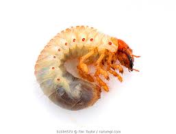 Attēlu rezultāti vaicājumam “Melolontha melolontha imago”