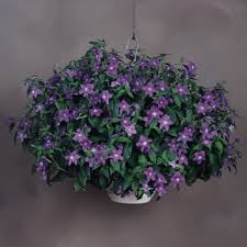 Image result for Browallia speciosa