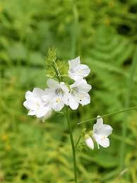 Image result for Polemonium coeruleum