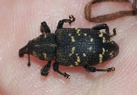 Attēlu rezultāti vaicājumam “Hylobius abietis”