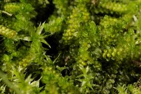 Attēlu rezultāti vaicājumam “Trilophozia quinquedentata”