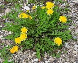 Attēlu rezultāti vaicājumam “Taraxacum officinale aggr. leaf”