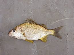 Image result for Pomadasys incisus