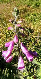 Image result for Fingerhut