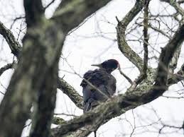 Attēlu rezultāti vaicājumam “Dryocopus martius adult”