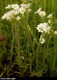 Attēlu rezultāti vaicājumam “Cerastium arvense flower”