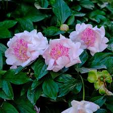 Attēlu rezultāti vaicājumam “Paeonia lactiflora”