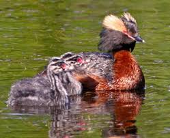 Image result for Podiceps auritus