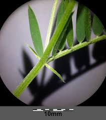 Attēlu rezultāti vaicājumam “Vicia tenuifolia”