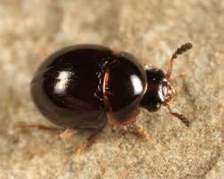 Attēlu rezultāti vaicājumam “Leiodidae”