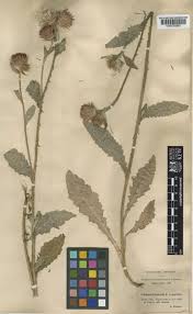 Attēlu rezultāti vaicājumam “Carduus crispus leaf”