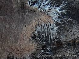 Attēlu rezultāti vaicājumam “Steccherinum fimbriatum”